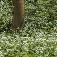 Buy canvas prints of Ramson or Wild Garlic Woodlands in Spring in April by Nick Jenkins
