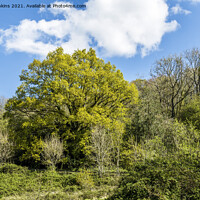 Buy canvas prints of Busy Woodland on the Gloucestershire side of the River Wye by Nick Jenkins