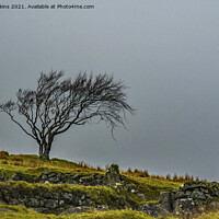 Buy canvas prints of Solitary Tree at Whiteworks Village on Dartmoor by Nick Jenkins