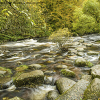Buy canvas prints of The East Dart River at Badgers Holt Dartmeet Dartm by Nick Jenkins