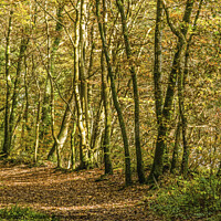 Buy canvas prints of Autumn Woodland Walk south Wales November  by Nick Jenkins