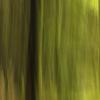 Buy canvas prints of Blurred Pine Trees in Hensol Forest in the Vale of by Nick Jenkins
