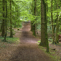 Buy canvas prints of Fforest Fawr woodland area near Cardiff by Nick Jenkins