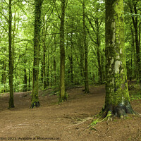 Buy canvas prints of Fforest Fawr near Cardiff South Wales by Nick Jenkins