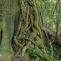 Buy canvas prints of Ivy overpowering the tree it has attacked by Nick Jenkins