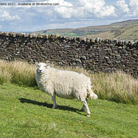 Buy canvas prints of A Brecon Beacons sheep standing fast on the slopes by Nick Jenkins