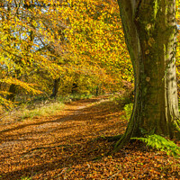 Buy canvas prints of Beech Tree Wentwood Forest in Autumn by Nick Jenkins
