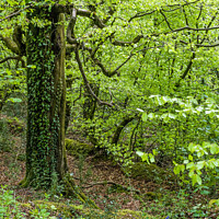 Buy canvas prints of A multi branched tree in Hensol Forest  by Nick Jenkins