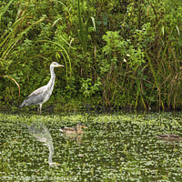 Buy canvas prints of Grey Heron Clydach Upper Lake Rhondda South Wales by Nick Jenkins