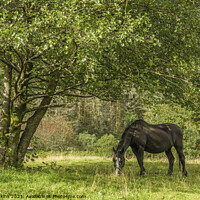 Buy canvas prints of Black Horse feeding under Tree Rhondda Valley  by Nick Jenkins