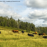Buy canvas prints of Cows grazing above Cwmparc Rhondda Valley  by Nick Jenkins