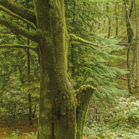 Buy canvas prints of The Stalwart standing in Tyn y Coed Woods near Car by Nick Jenkins