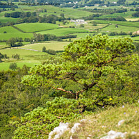 Buy canvas prints of Pine tree on the edge of Scout Scar Lake District by Nick Jenkins