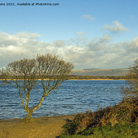 Buy canvas prints of The solitary tree at Kenfig Pool south Wales by Nick Jenkins