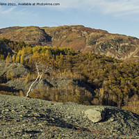 Buy canvas prints of Silver Birch Tree from Hodge Close Quarry by Nick Jenkins
