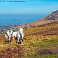 Buy canvas prints of White Horses on Mynydd Llangorse Brecon Beacons by Nick Jenkins