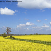 Buy canvas prints of Rapeseed Oil Flowers Field in the Cotswolds  by Nick Jenkins