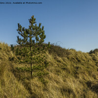 Buy canvas prints of Christmas Tree in Whiteford Burrows Llanmadoc by Nick Jenkins
