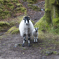 Buy canvas prints of Sheep and lamb Burrator Dartmoor by Nick Jenkins