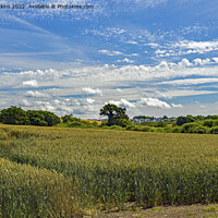 Buy canvas prints of Wheatcrop in the Vale of Glamorgan July by Nick Jenkins