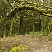 Buy canvas prints of The Bent Old Tree Ynys Maelog Forest  by Nick Jenkins