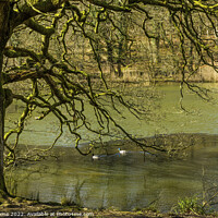 Buy canvas prints of Oak Tree and Mallard Ducks Cannop Ponds Forest of  by Nick Jenkins