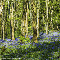 Buy canvas prints of Bluebell Woods at Coed Cefn Crickhowell  by Nick Jenkins