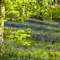Buy canvas prints of Bluebell Woods at Coed Cefn above Crickhowell  by Nick Jenkins