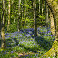 Buy canvas prints of Coed Cefn Bluebell Woods above Crickhowell  by Nick Jenkins
