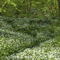 Buy canvas prints of Wild Garlic or Ramsons in a wood in April  by Nick Jenkins