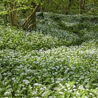 Buy canvas prints of Wild Garlic or Ramsons Cardiff Woods  by Nick Jenkins