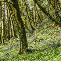 Buy canvas prints of Ilston Woods behind Parkmill on Gower  by Nick Jenkins