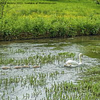 Buy canvas prints of Swans and their cygnets at Bibury in the Cotswolds by Nick Jenkins