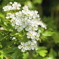 Buy canvas prints of Hawthorn Blossom Crataegus monogyna in May by Nick Jenkins