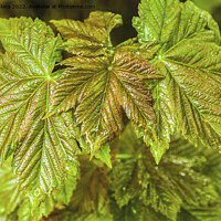 Buy canvas prints of Newly Emerged Sycamore Leaves May by Nick Jenkins