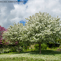 Buy canvas prints of Spring with Trees in blossom Penarth Gardens  by Nick Jenkins