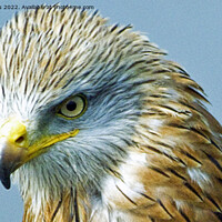 Buy canvas prints of Red Kite Face Close Up  by Nick Jenkins