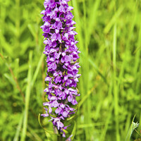 Buy canvas prints of Southern Marsh Orchid South Wales by Nick Jenkins