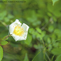 Buy canvas prints of Wild Rose Rosa species by Nick Jenkins