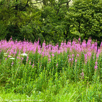 Buy canvas prints of Rosebay Willowherb on the Side of the Road from Sedbergh to Kirby Stephen  by Nick Jenkins