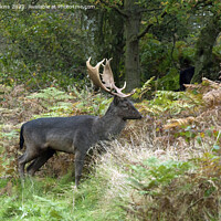 Buy canvas prints of Male Fallow Deer Stag Cannock Chase Staffordshire by Nick Jenkins