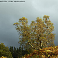 Buy canvas prints of Sunlit Silver Birch Tree at Tarn Hows by Nick Jenkins