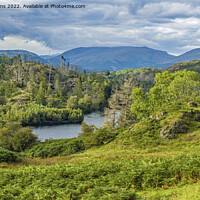 Buy canvas prints of Tarn Hows Lake in the Lake District National Park by Nick Jenkins