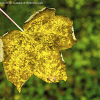 Buy canvas prints of Sycamore tree leaf in a nearby woodland early autumn by Nick Jenkins
