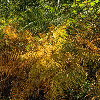 Buy canvas prints of Autumn Tinged Bracken at Hensol Forest Vale of Glamorgan by Nick Jenkins