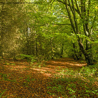 Buy canvas prints of A Bright Sunny Patch in the Hensol Forest Autumn by Nick Jenkins