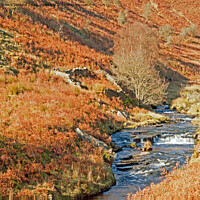 Buy canvas prints of Upper Grwyne Valley and Grwyne River Black Mountains  by Nick Jenkins