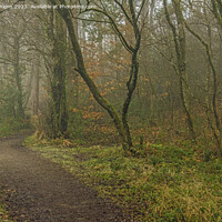 Buy canvas prints of Foggy Day at Hensol Forest Vale of Glamoprgan by Nick Jenkins