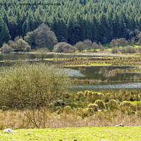 Buy canvas prints of Upper End of the Talybont Reservoir Brecon Beacons by Nick Jenkins