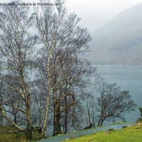 Buy canvas prints of Silver Birch Tree Buttermere Lake District   by Nick Jenkins